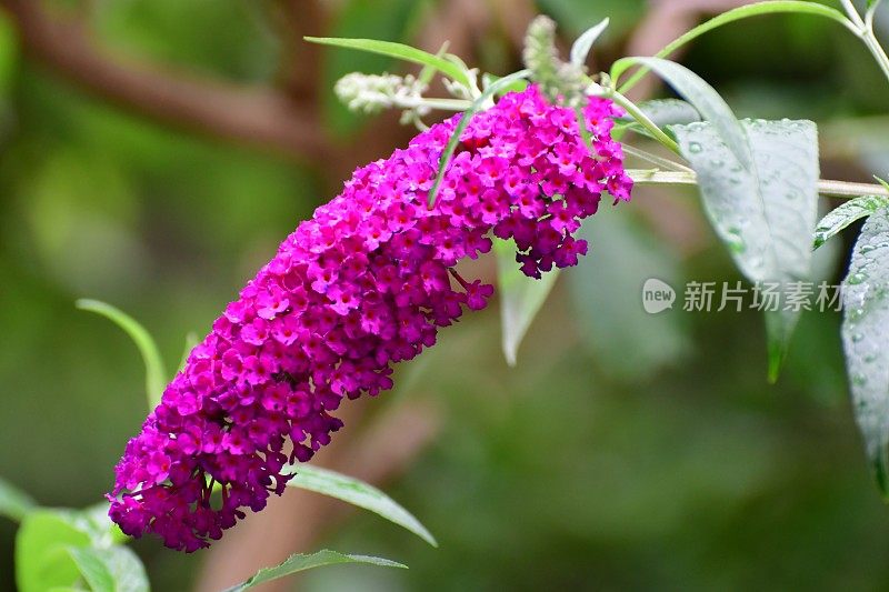 budleja / Butterfly Bush /夏季丁香